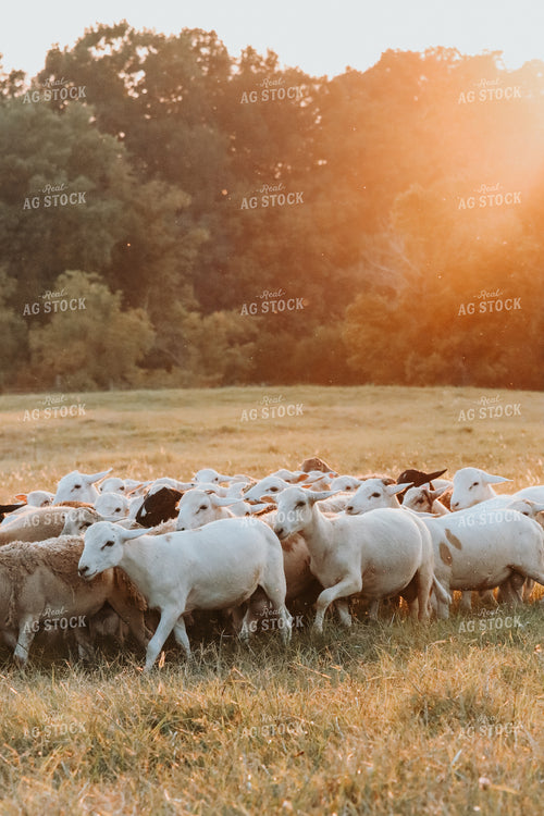 Sheep 220024