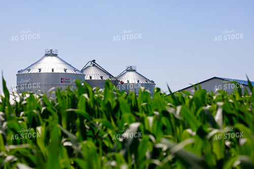 Grain Bins over Midseason Corn 129101