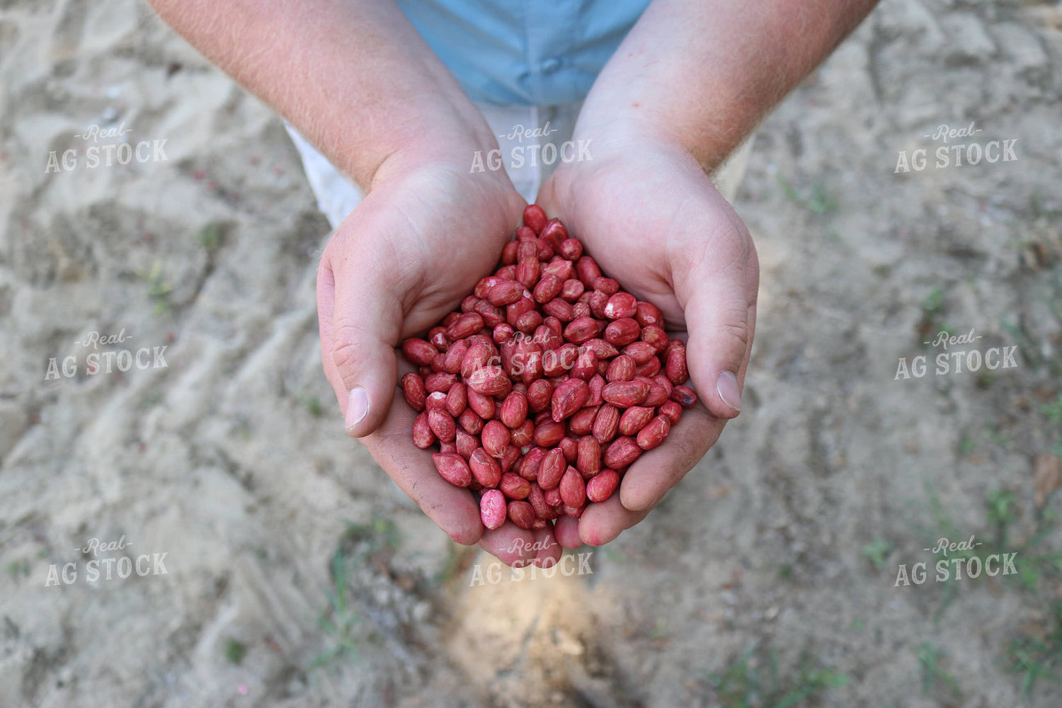 Peanut Seeds 256017