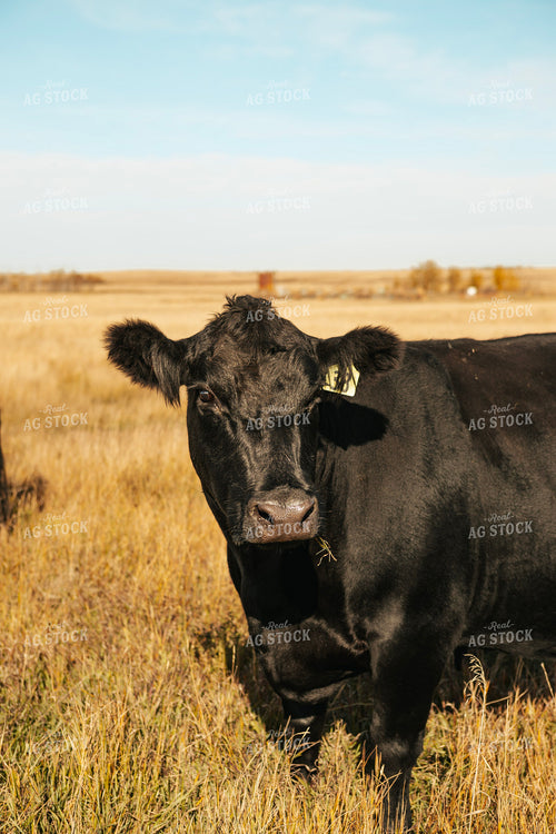 Angus Cattle on Pasture 187077