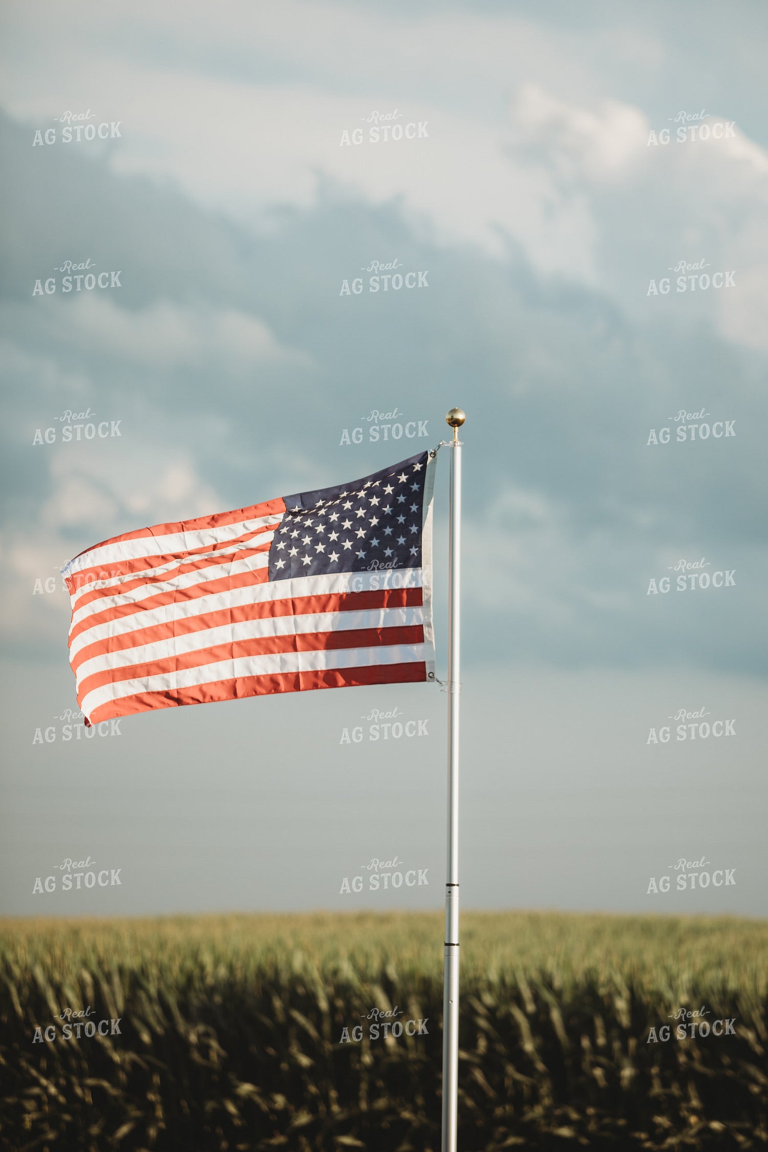 American Flag Flying Over Corn Field 6305