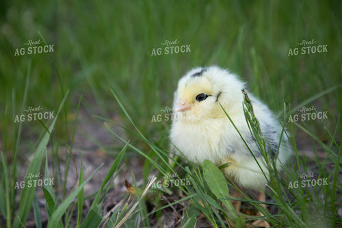 Chick 117336