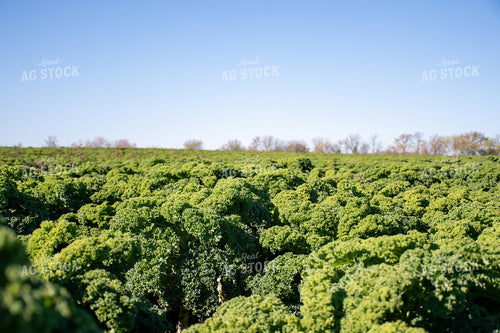 Kale Field 50201