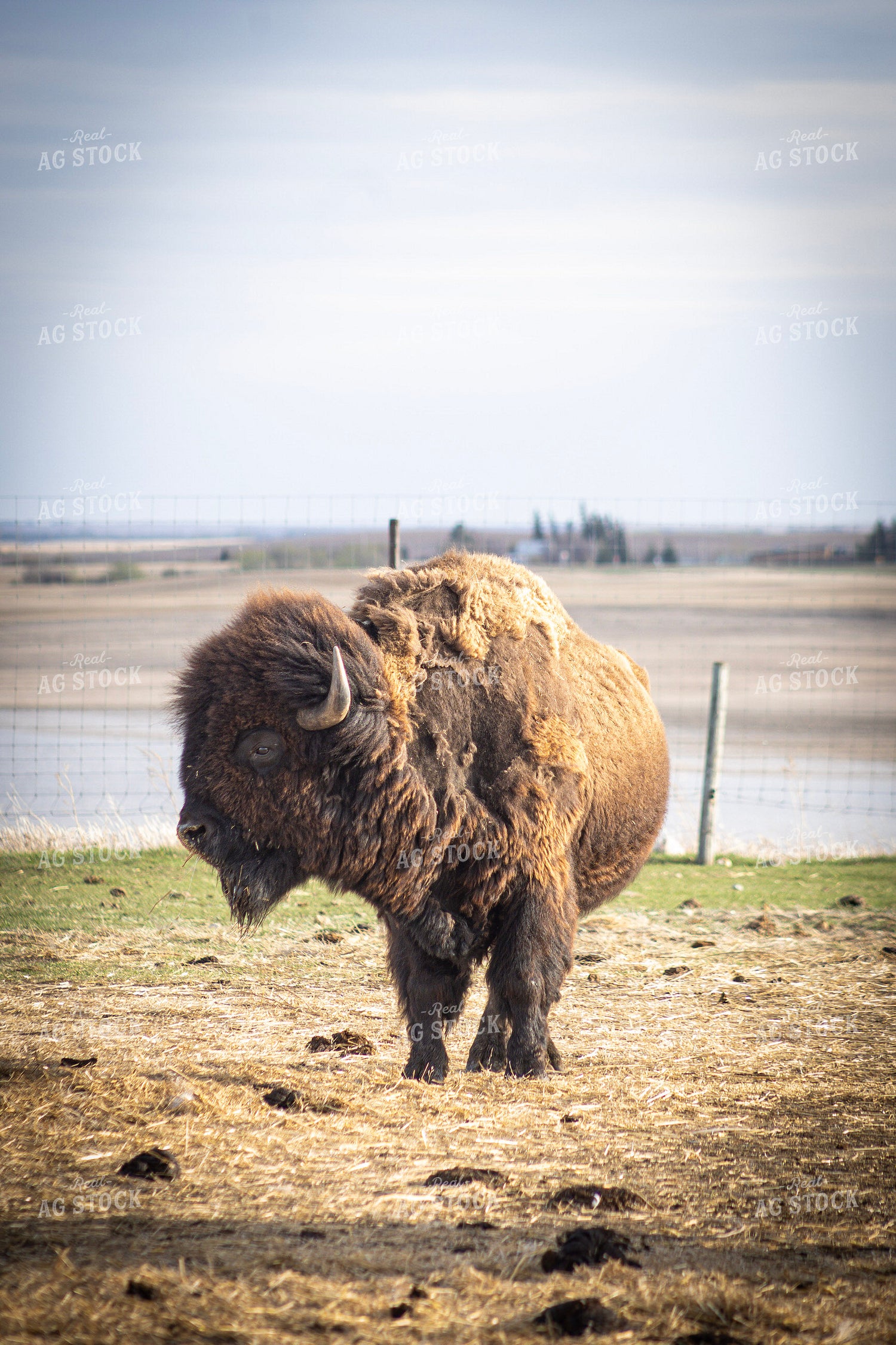 Bison 187122