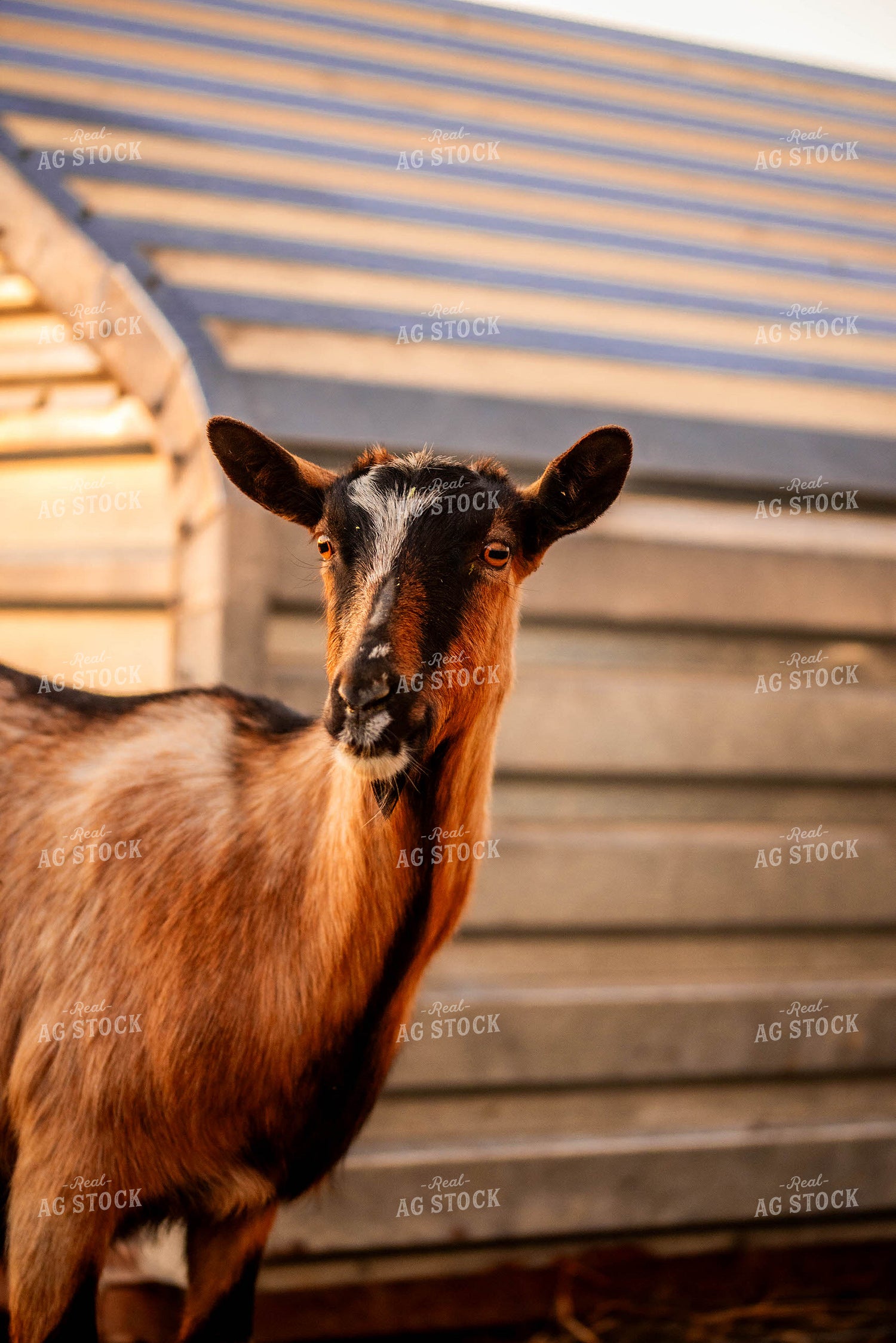Goat 299034