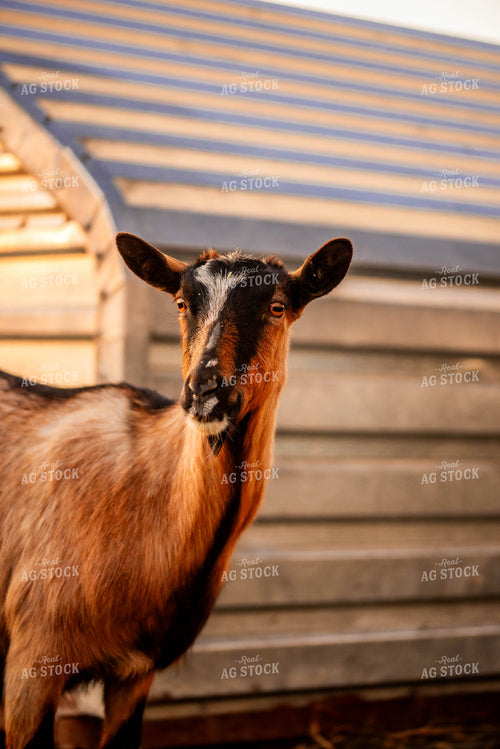 Goat 299034