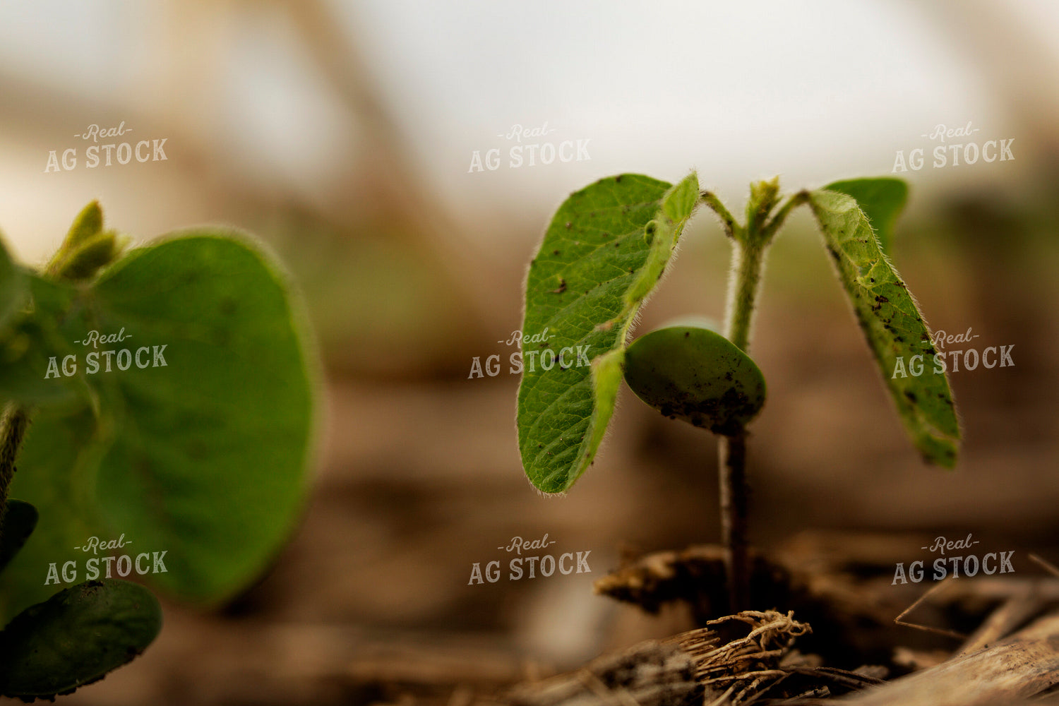 Early Growth Soybean Plant 6348