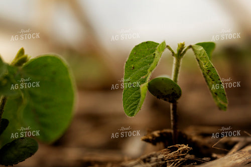 Early Growth Soybean Plant 6348