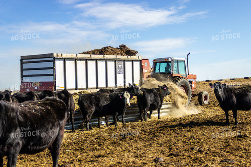 Feeding Cattle 155160