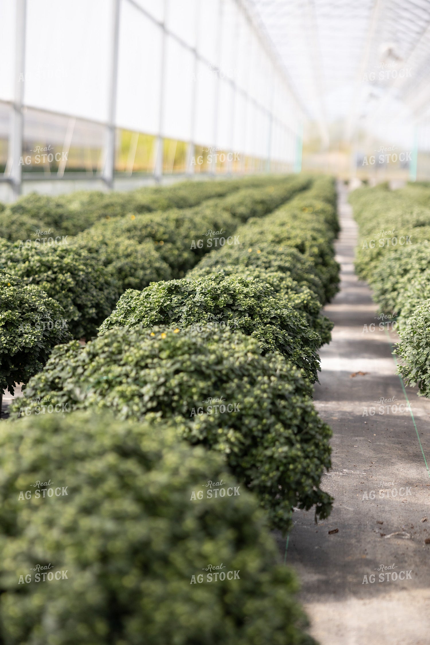 Plants in Greenhouse 52562