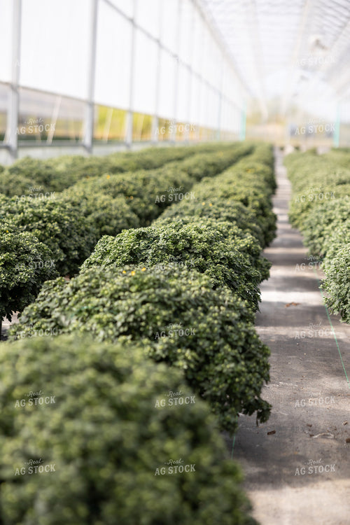 Plants in Greenhouse 52562