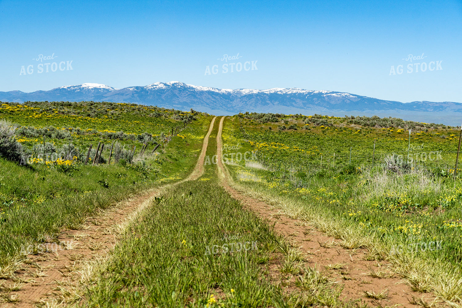Scenic Road in Foothills 65174