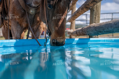 Horse Drinking from Water Trough 65434