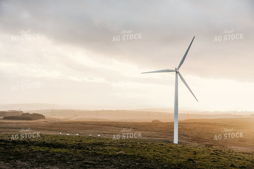Windmill in Pasture with Sheep 64020