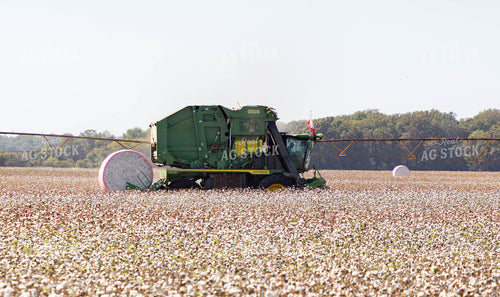 Rice Harvest 79382