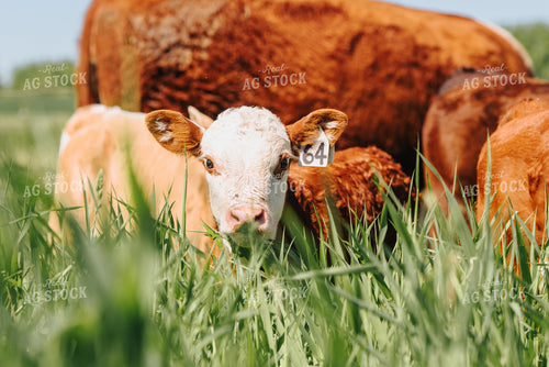 Hereford Calf in Pasture 68068
