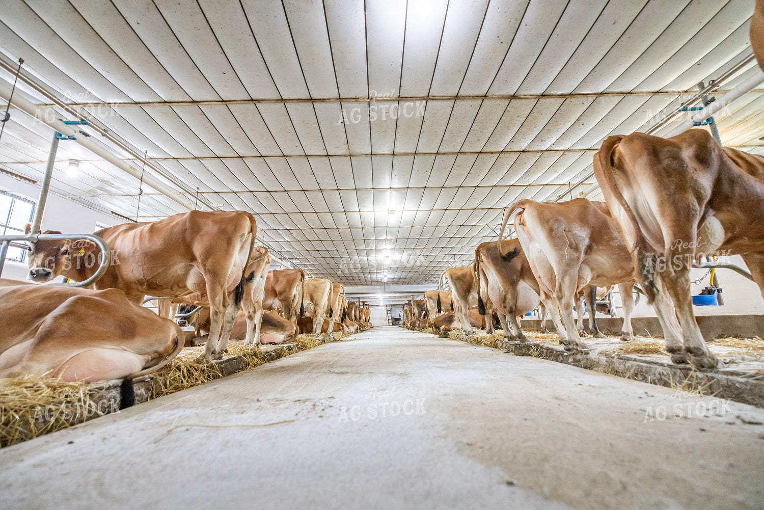 Guernsey Cattle in Sand Beds 270446