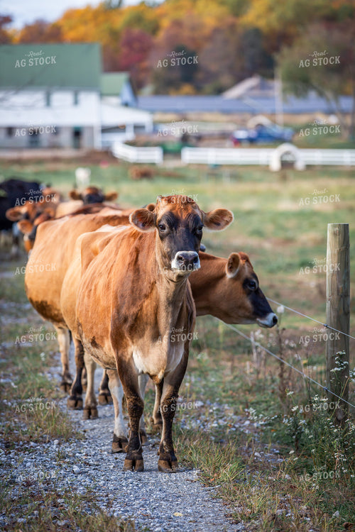 Jersey Cows Heading to Pasture 270158