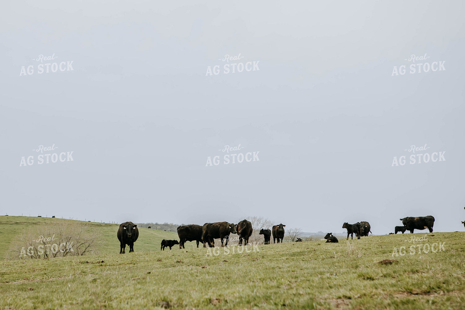 Angus Cows in Pasture  77019