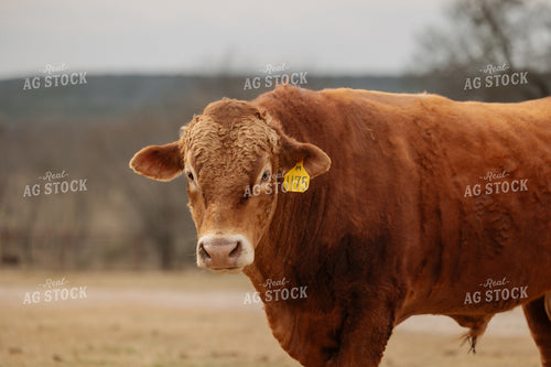 Bull on Pasture 205120