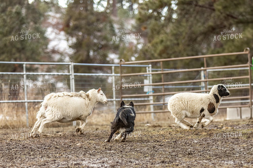 Herding Dog Working Sheep 188090