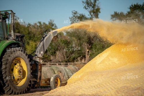 Grinding Corn 212079
