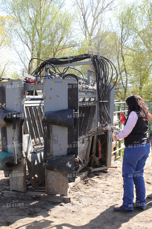 Female Rancher Working Cattle 102148