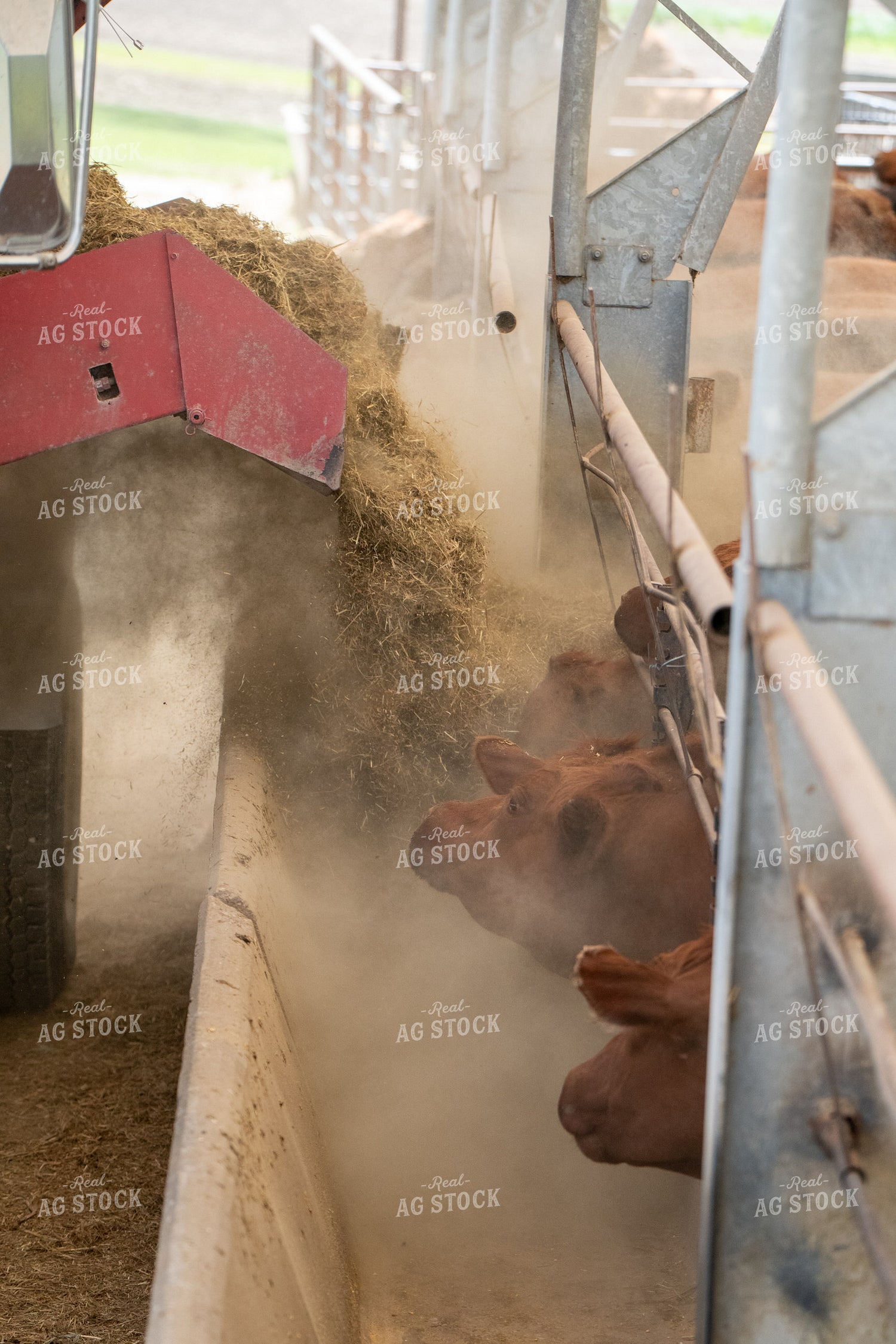Feeding Red Angus Cattle 193081