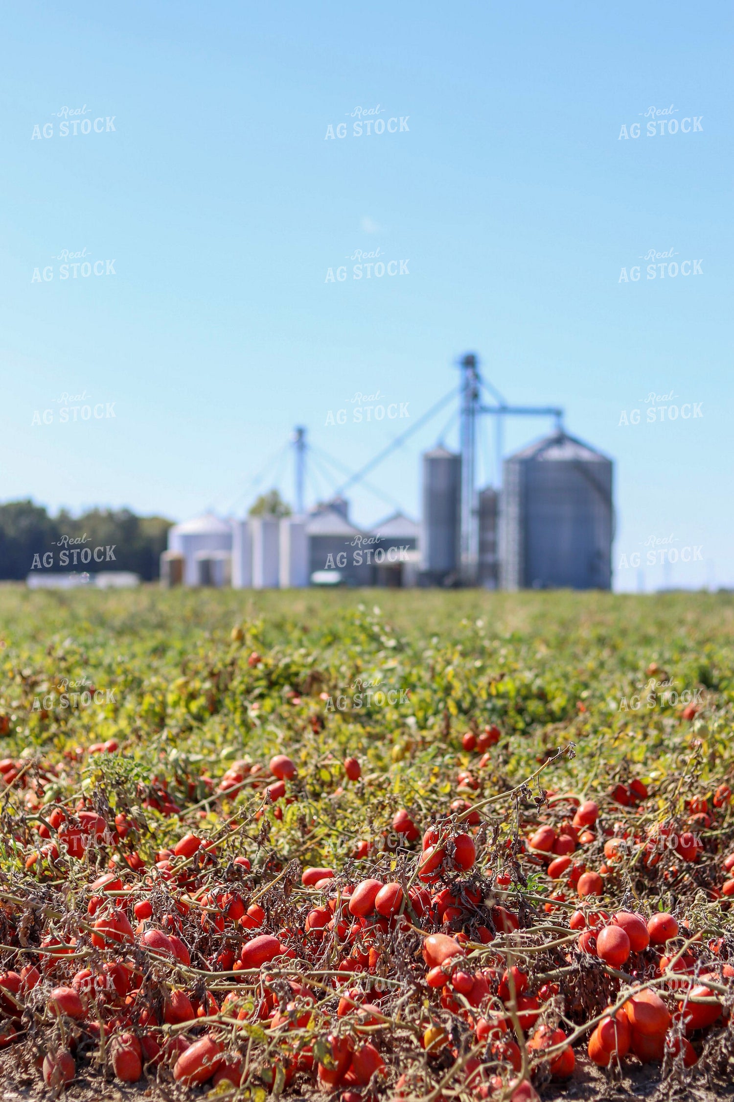 Tomato Field 109015
