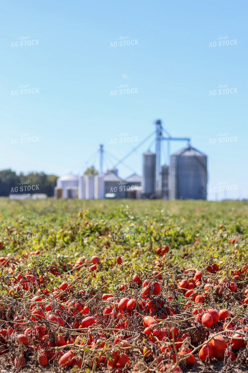 Tomato Field 109015