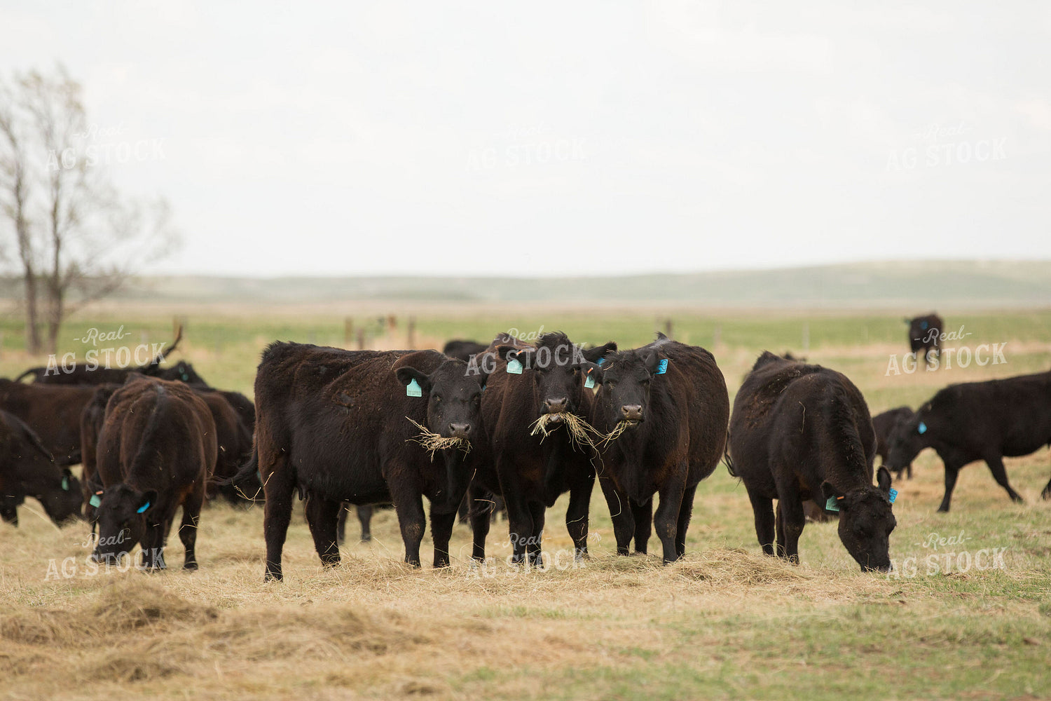Black Angus Cattle on Pasture 303017