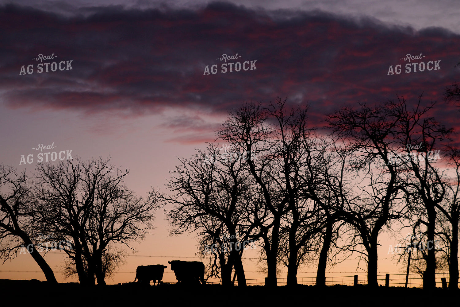 Cattle Silhouette at Sunset 129094