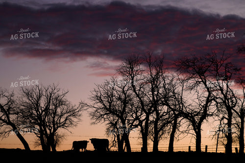 Cattle Silhouette at Sunset 129094