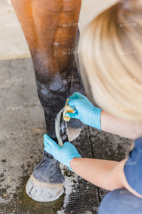 Equine Care 184044