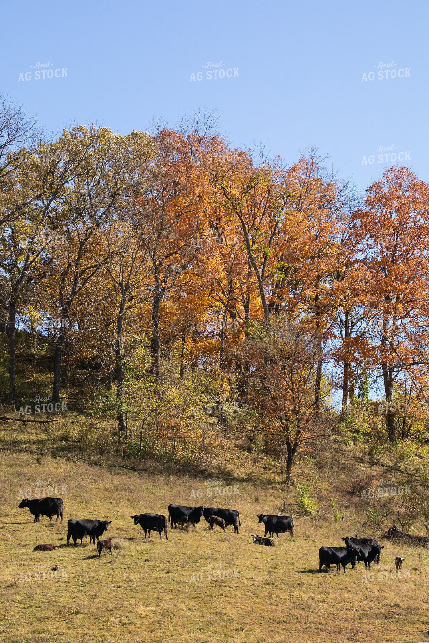 Angus Cattle by Fall Trees 145088