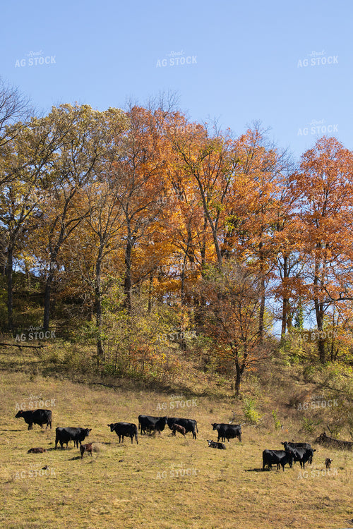 Angus Cattle by Fall Trees 145088