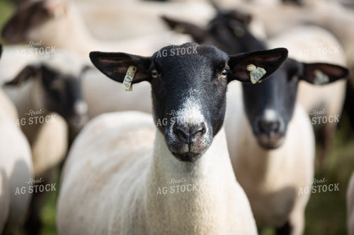 Sheep in Pasture 90079