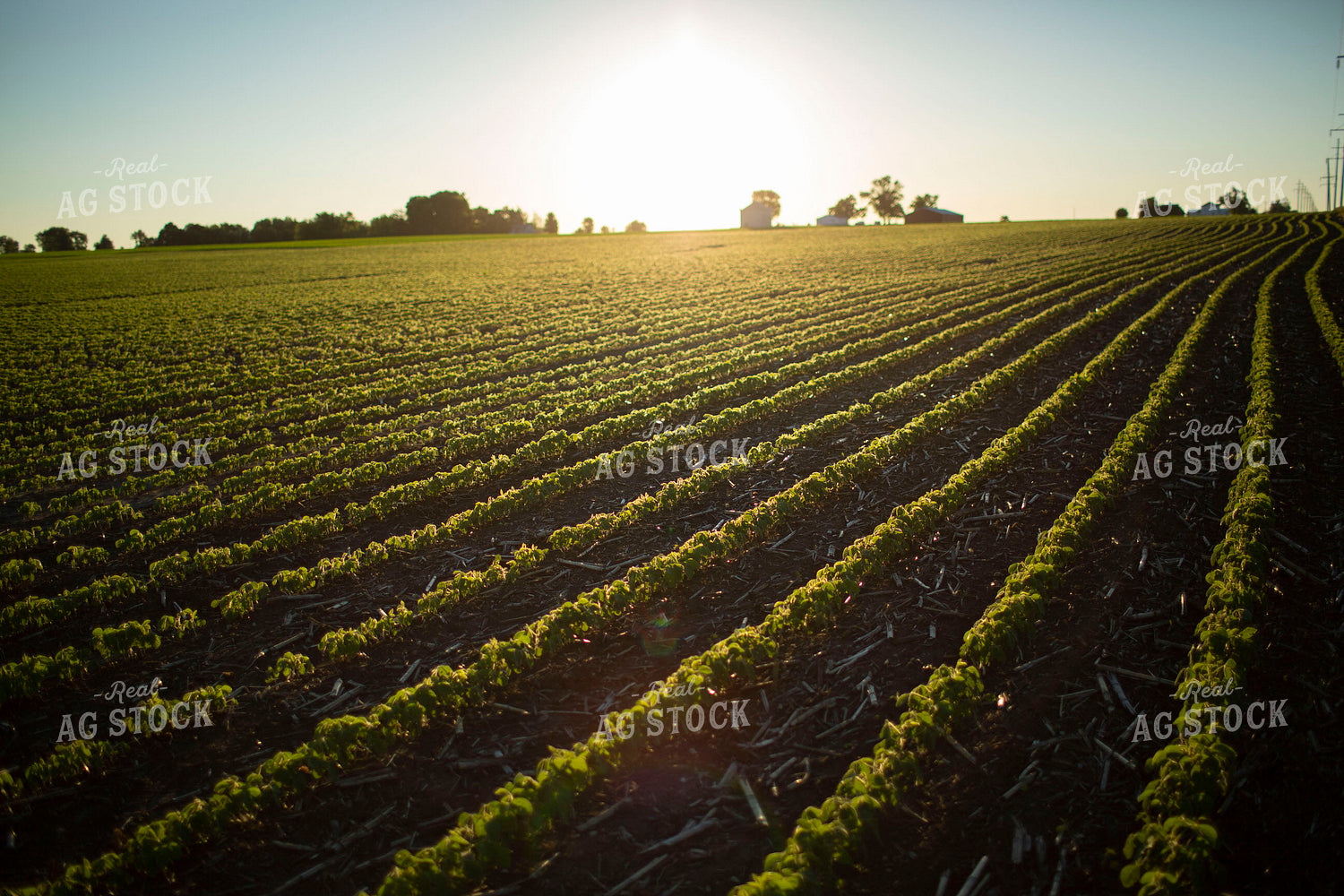 Soybeans - Early Growth 1415