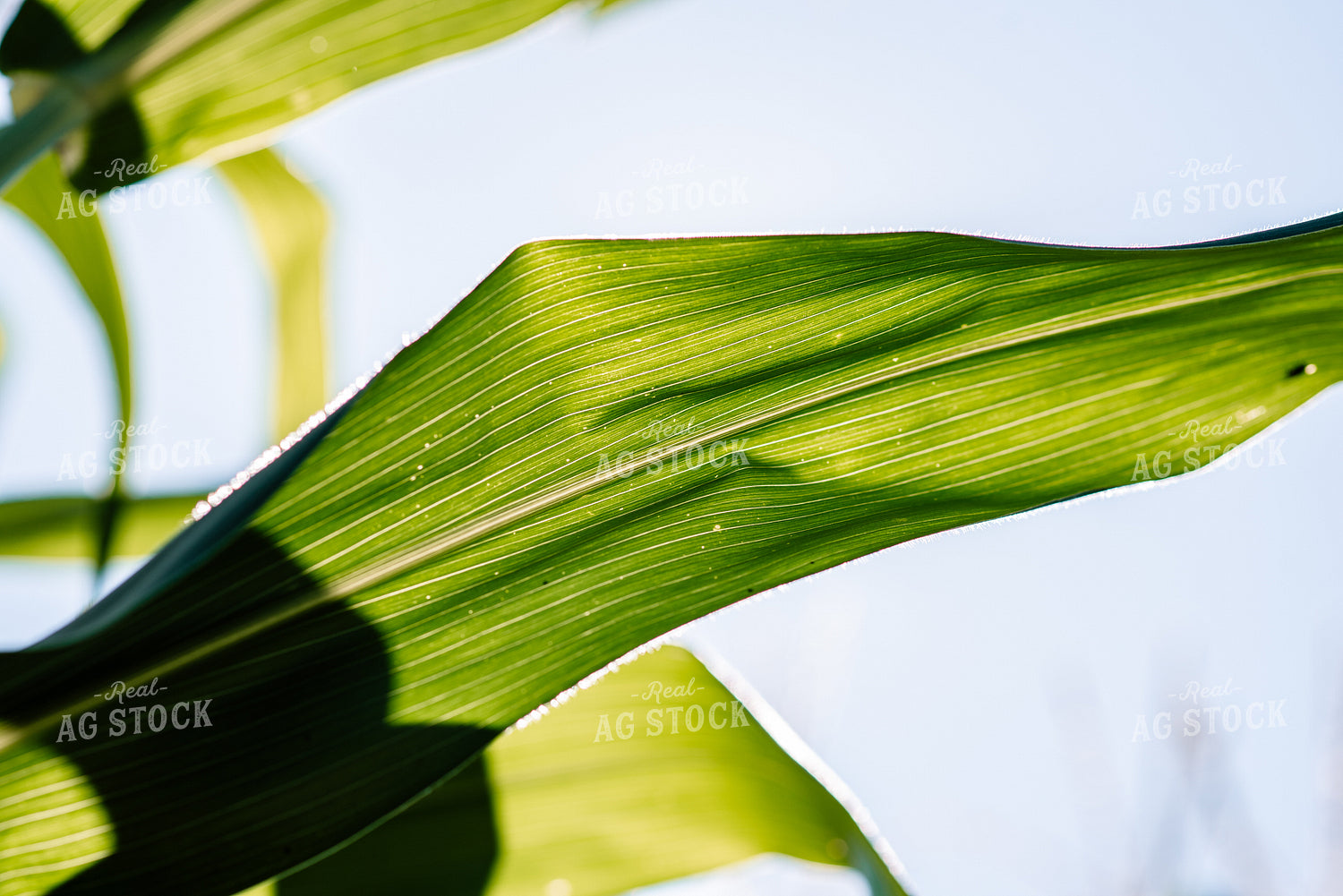 Close Up of Corn Leaf 137005