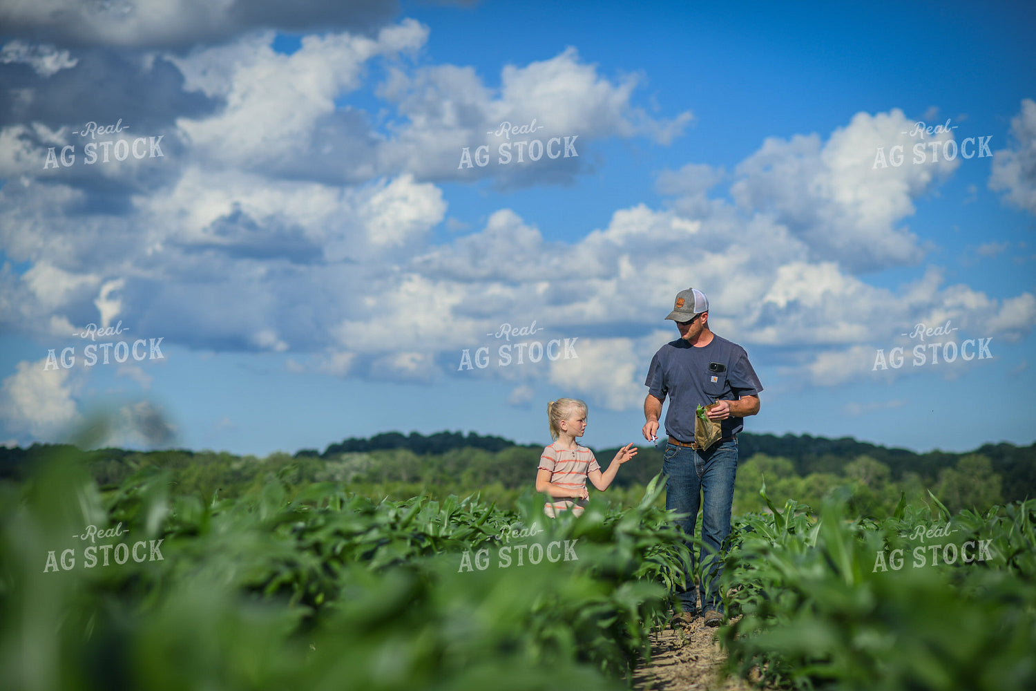 Tissue Sampling Corn 191141