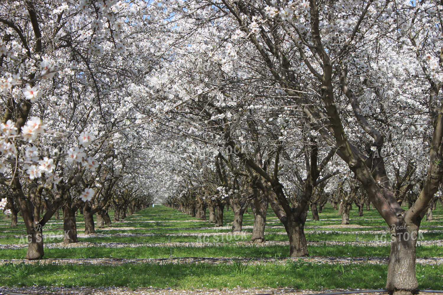 Almond Orchard 188051