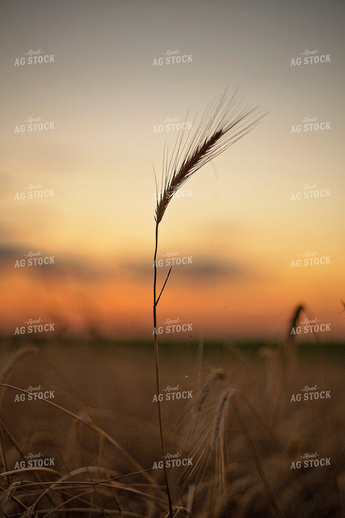 Rye Up-Close 93009