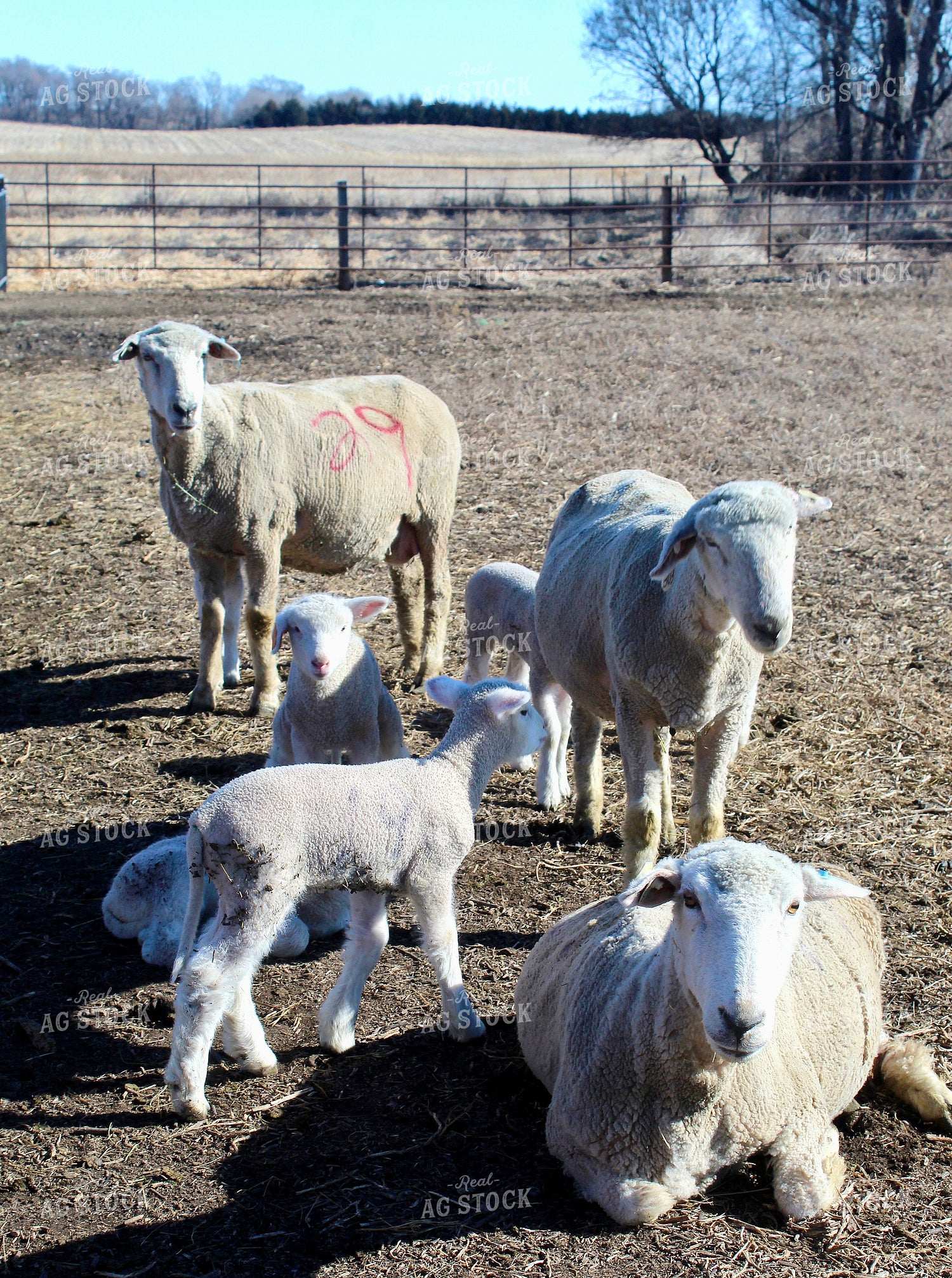 Sheep with Lambs 141510