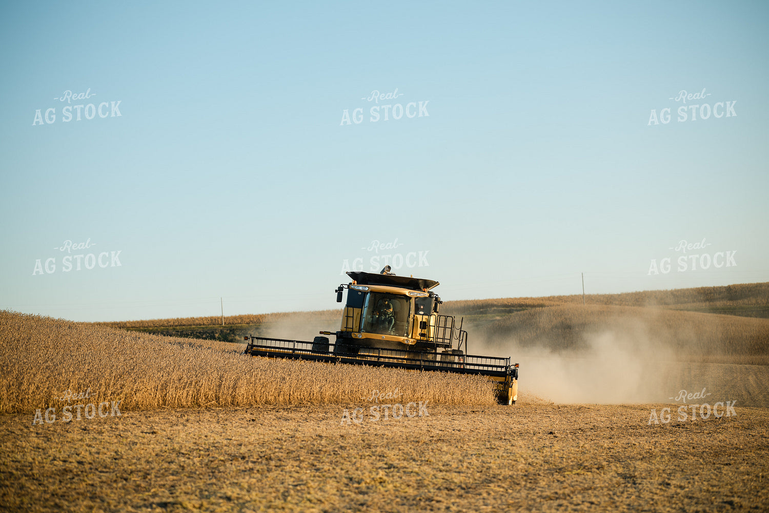 Soybean Harvest 215130
