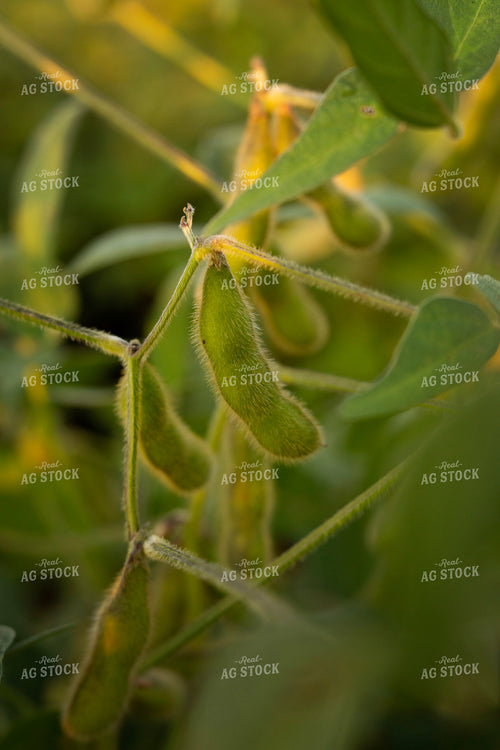Soybeans - Mid-Season 2392