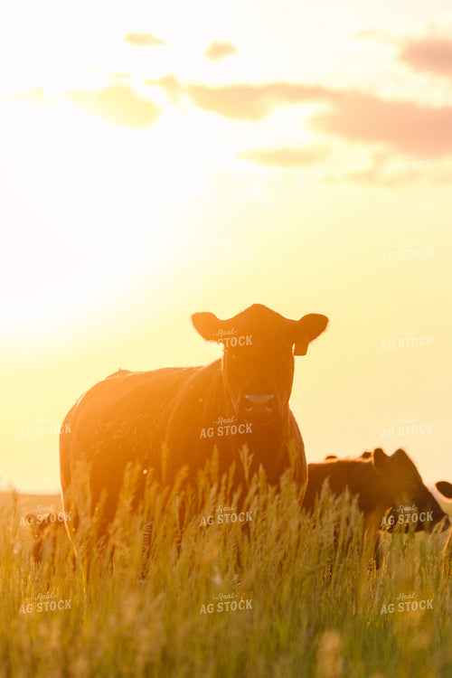Black Angus Cattle on Pasture 68267