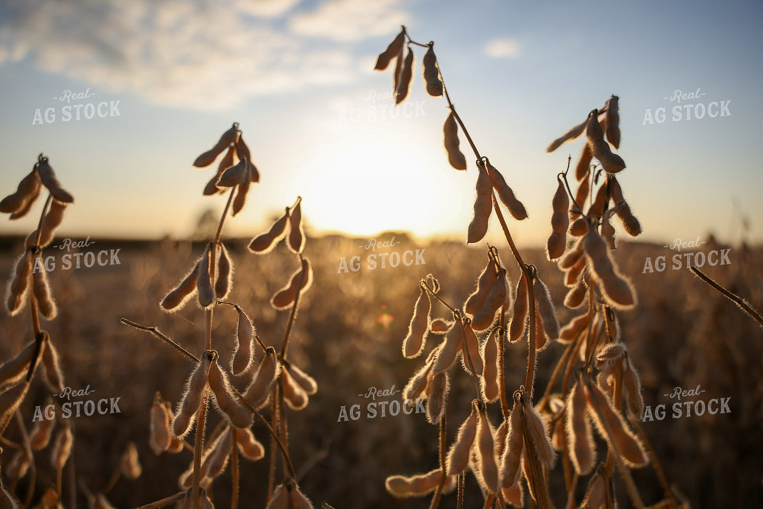 Dried Soybean Pods in Field 160411