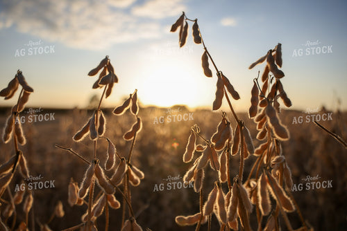 Dried Soybean Pods in Field 160411