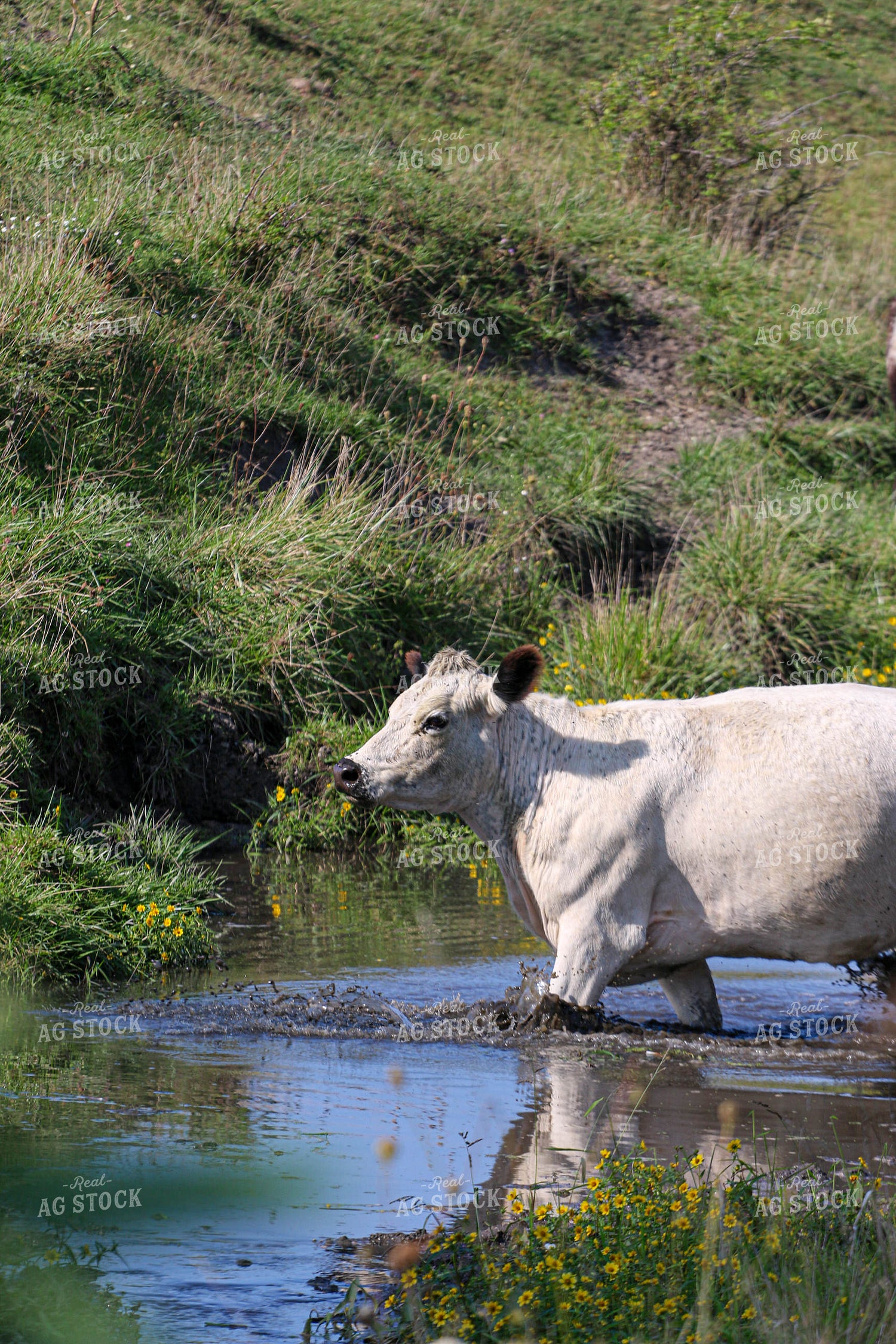 Cattle in Water 160329