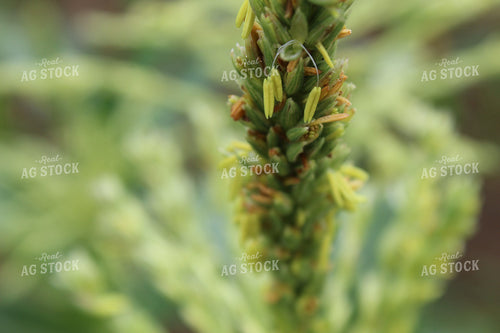 Up Close Corn Tassel 104007